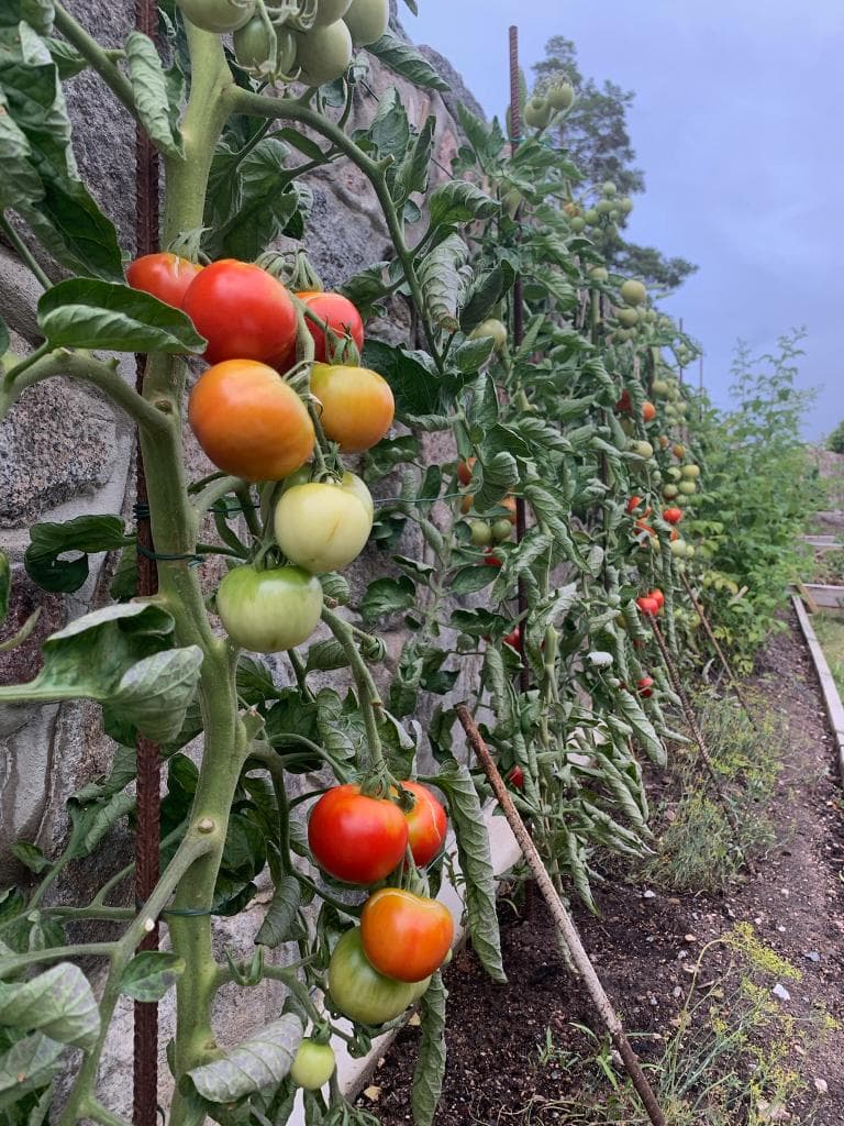 Efter fasadrenovering – sida av huset med ny träpanel