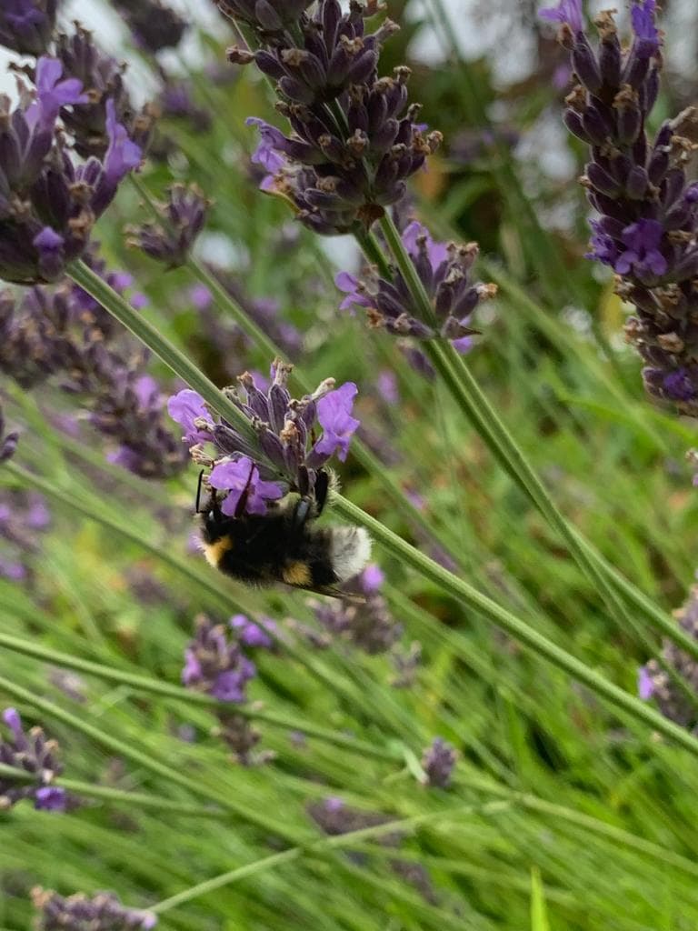 Efter fasadrenovering – nymålat hus, detalj vid entreéport