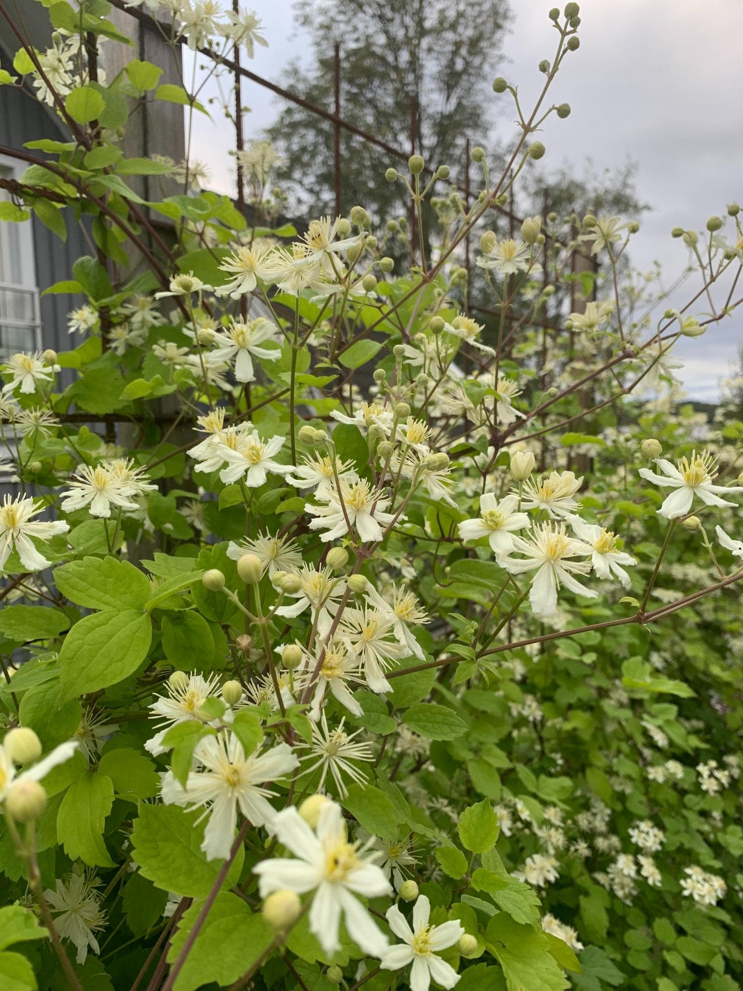 Efter fasadrenovering – slutresultat, fasadmålning av Din Hemmafixare