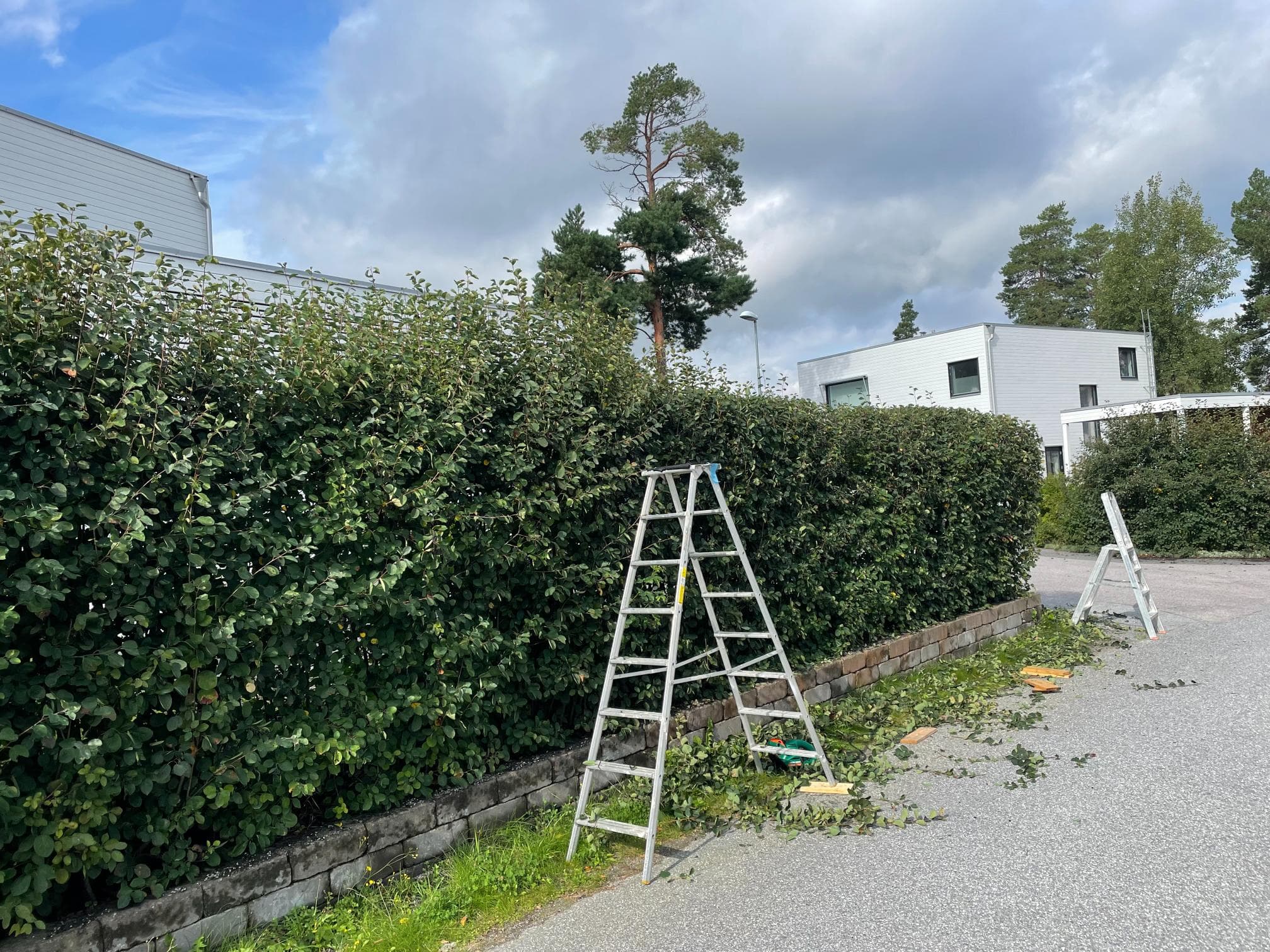 Före trädgårdsomgestaltning – övervuxen rabatt