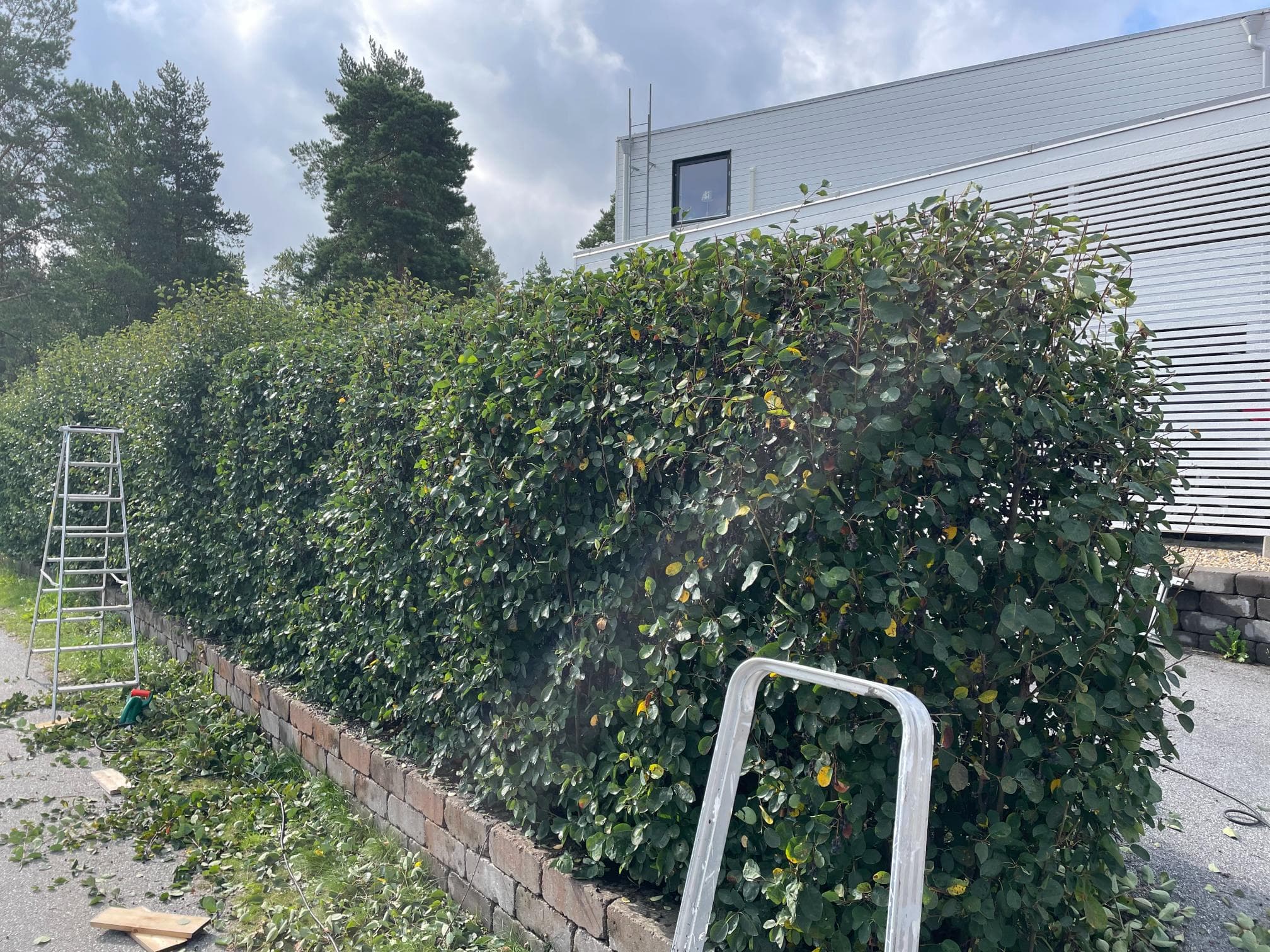 Före trädgårdsomgestaltning – ojämn gräsmatta och buskage